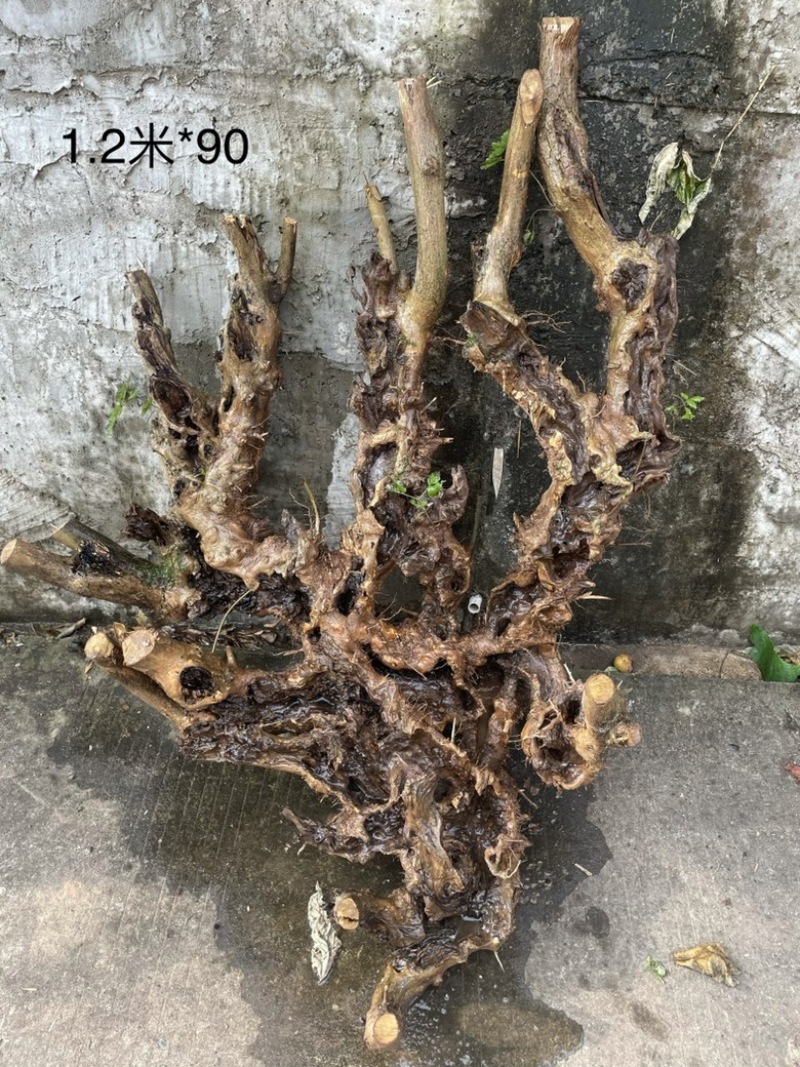 黄荆下山桩