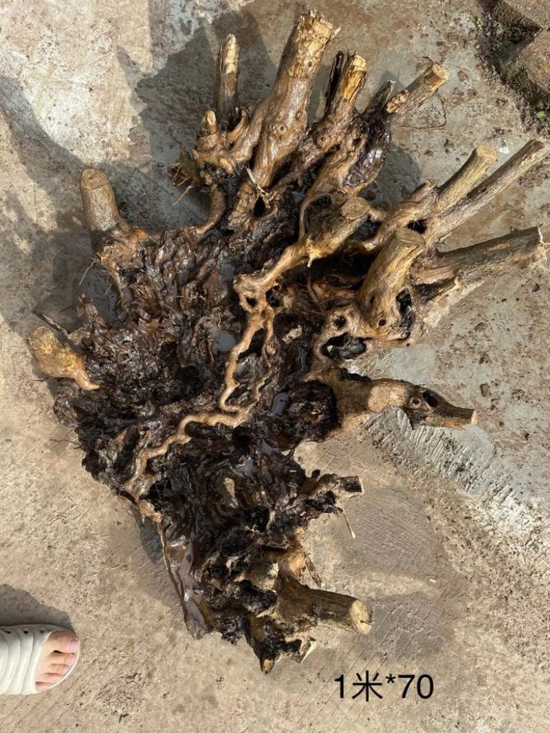 黄荆下山桩