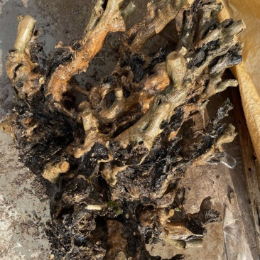 黄荆下山桩
