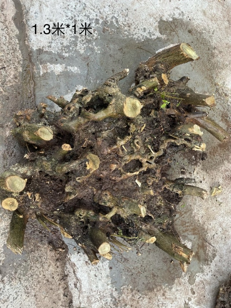 黄荆下山桩