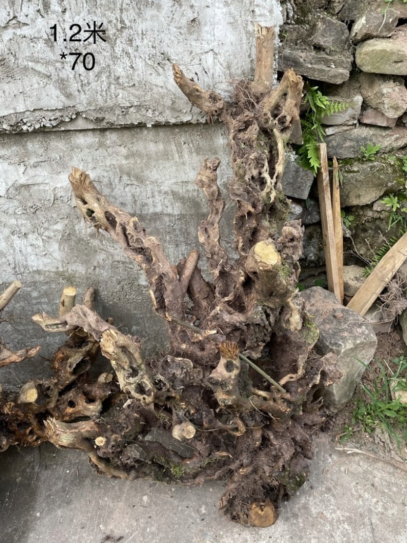 黄荆下山桩