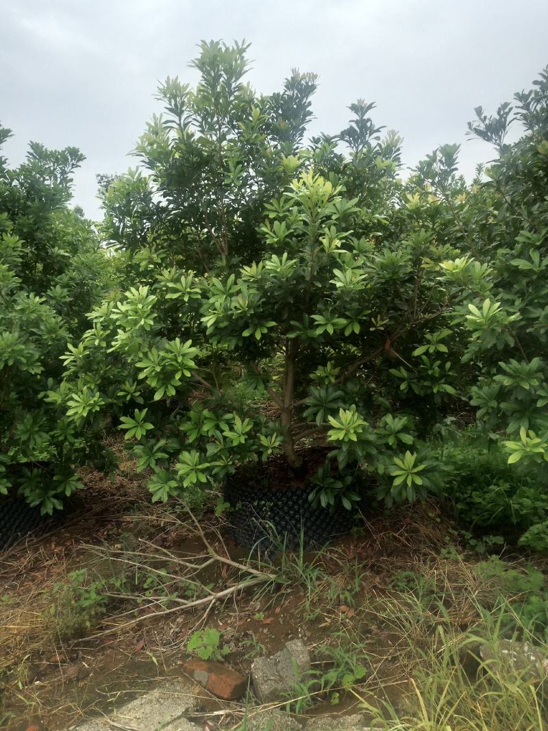 黄皮果.杨梅
