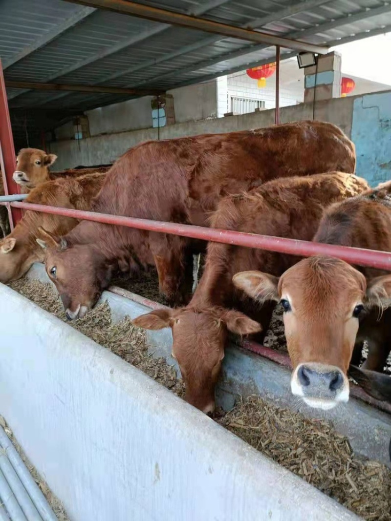 【肉牛】鲁西黄牛，育肥牛犊牛场直销，包成活包运输技术指导