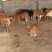 【肉牛】鲁西黄牛，育肥牛犊牛场直销，包成活包运输技术指导