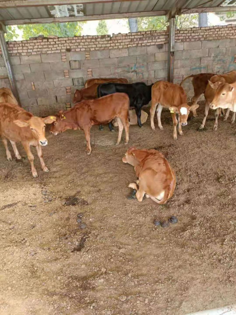 【肉牛】鲁西黄牛，育肥牛犊牛场直销，包成活包运输技术指导