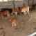 【肉牛】鲁西黄牛，育肥牛犊牛场直销，包成活包运输技术指导