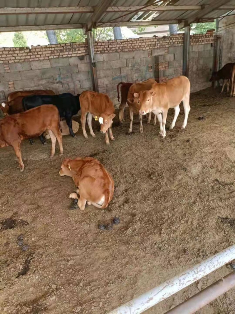 【肉牛】鲁西黄牛，育肥牛犊牛场直销，包成活包运输技术指导
