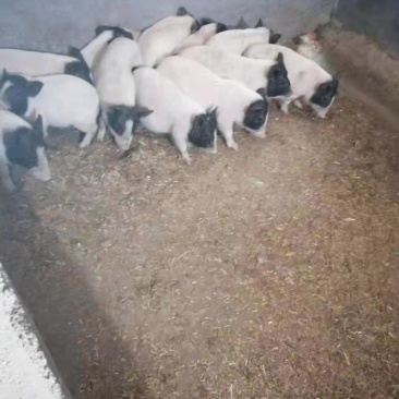 基地直销巴马香猪怀孕母猪香猪仔包教养殖技术包成活