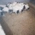 基地直销巴马香猪怀孕母猪香猪仔包教养殖技术包成活