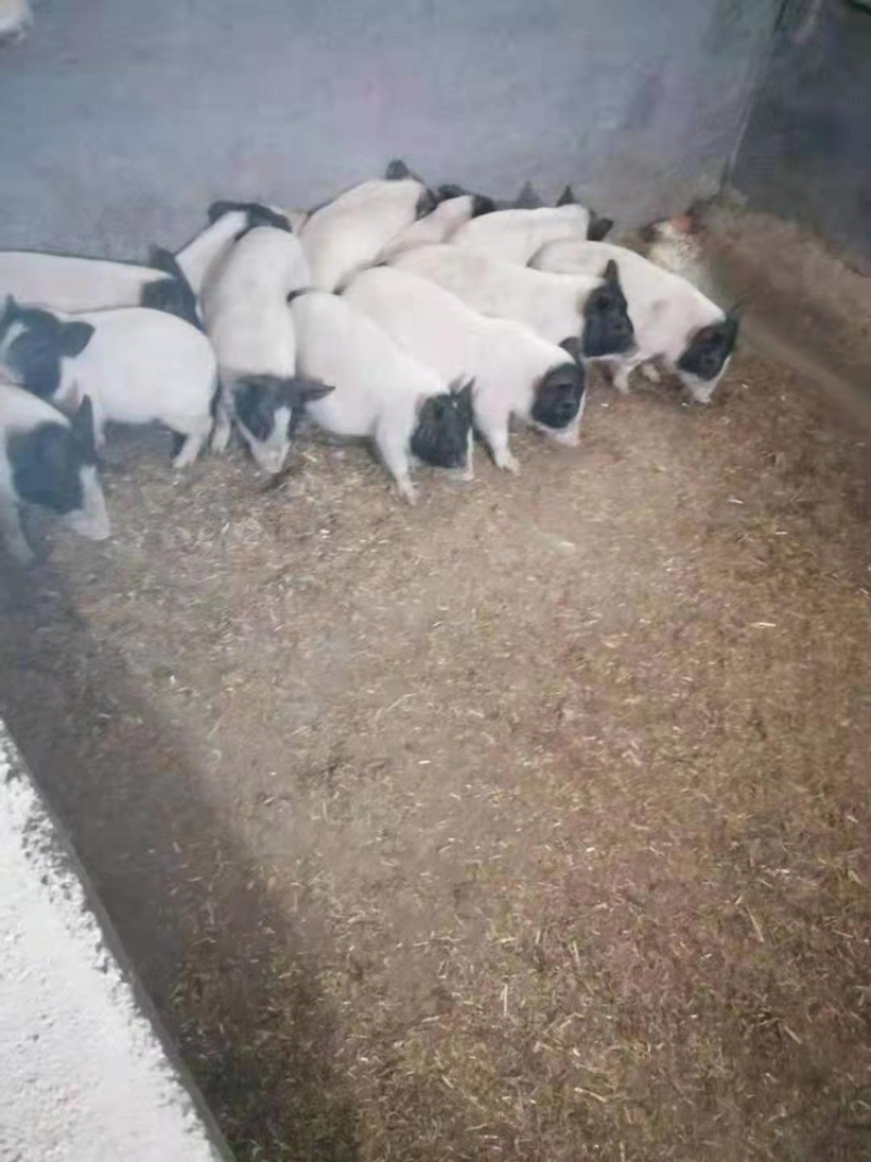 基地直销巴马香猪怀孕母猪香猪仔包教养殖技术包成活