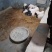基地直销巴马香猪怀孕母猪香猪仔包教养殖技术包成活
