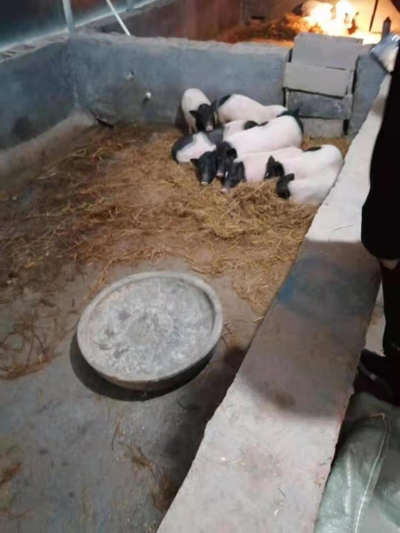 基地直销巴马香猪怀孕母猪香猪仔包教养殖技术包成活