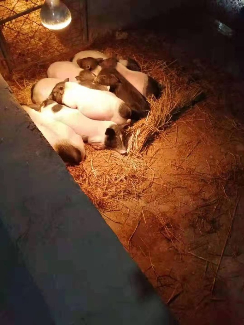 基地直销巴马香猪怀孕母猪香猪仔包教养殖技术包成活