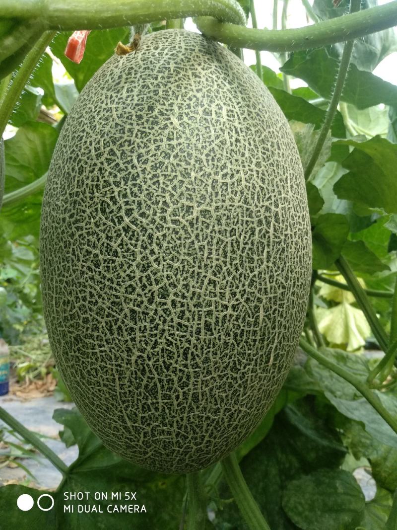 西州蜜哈密瓜