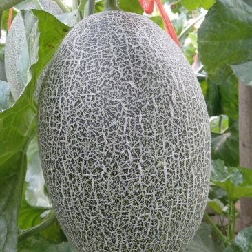 西州蜜哈密瓜
