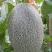 西州蜜哈密瓜
