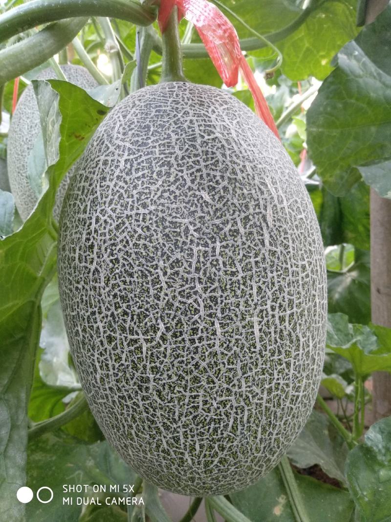 西州蜜哈密瓜