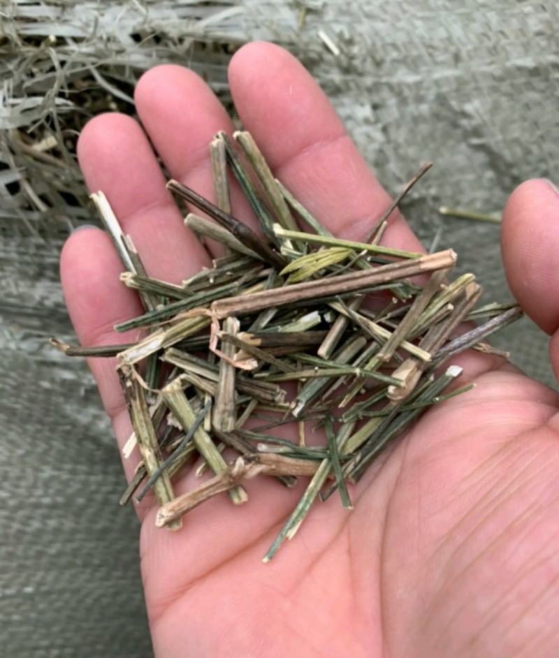 穿心莲统装500g产地云南振兴药材购销站量大从