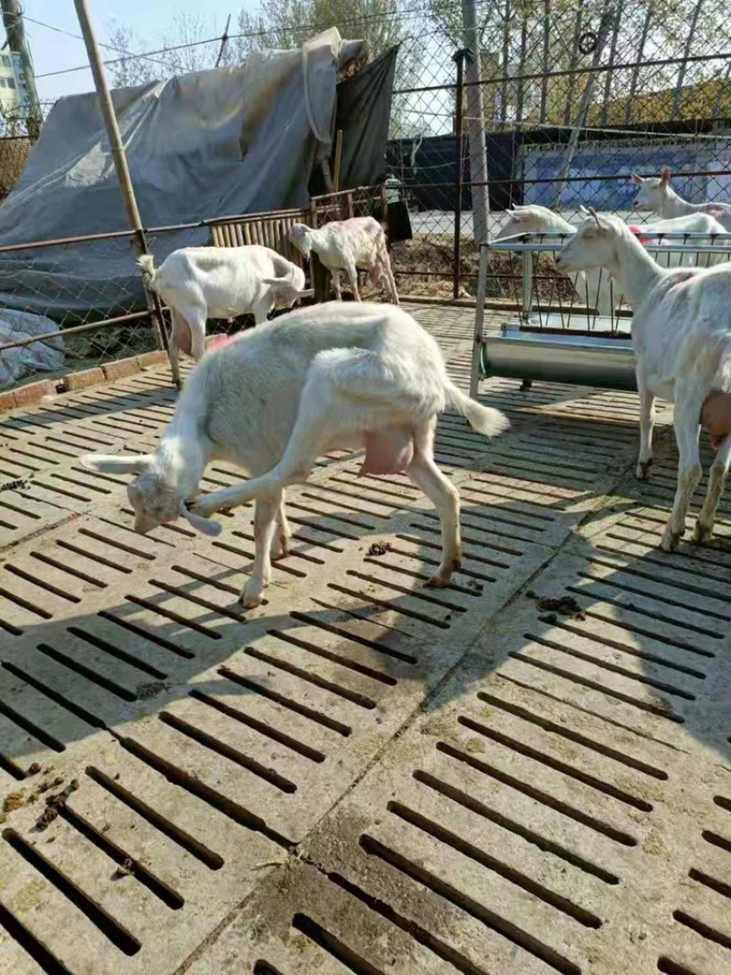 美国白山羊怀孕母羊羊羔包技术包运输技术指导基地直供