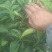 【精选优质】爱媛/红美人果苗确保品种纯正