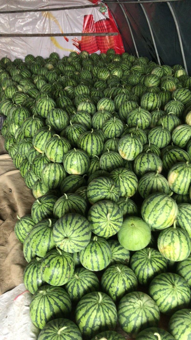 推荐，陕西渭南，甜王西瓜，西瓜应季长期供货量大优惠