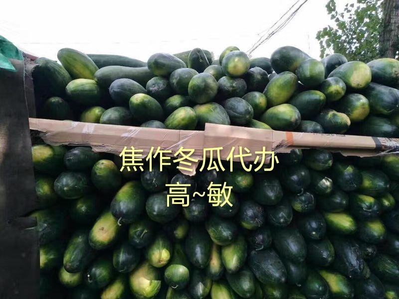 河南焦作沁阳黑皮冬瓜基地直供货源充足可视频看货