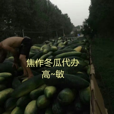 河南焦作沁阳黑皮冬瓜基地直供货源充足可视频看货