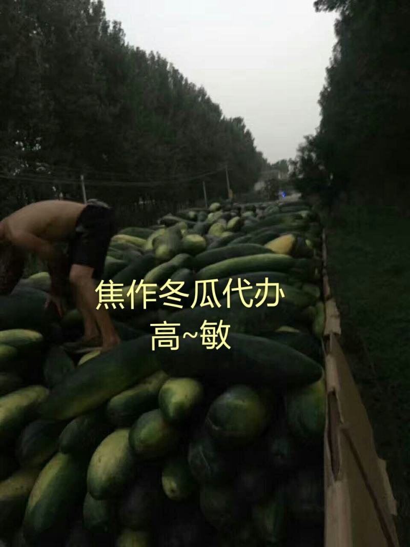 河南焦作沁阳黑皮冬瓜基地直供货源充足可视频看货