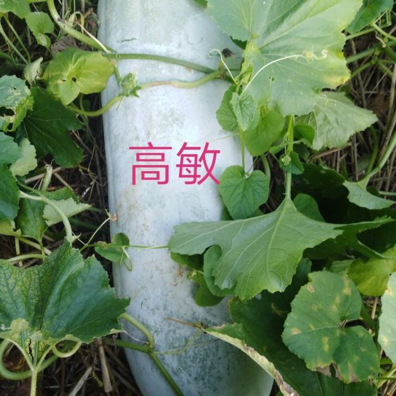 河南焦作沁阳黑皮冬瓜基地直供货源充足可视频看货