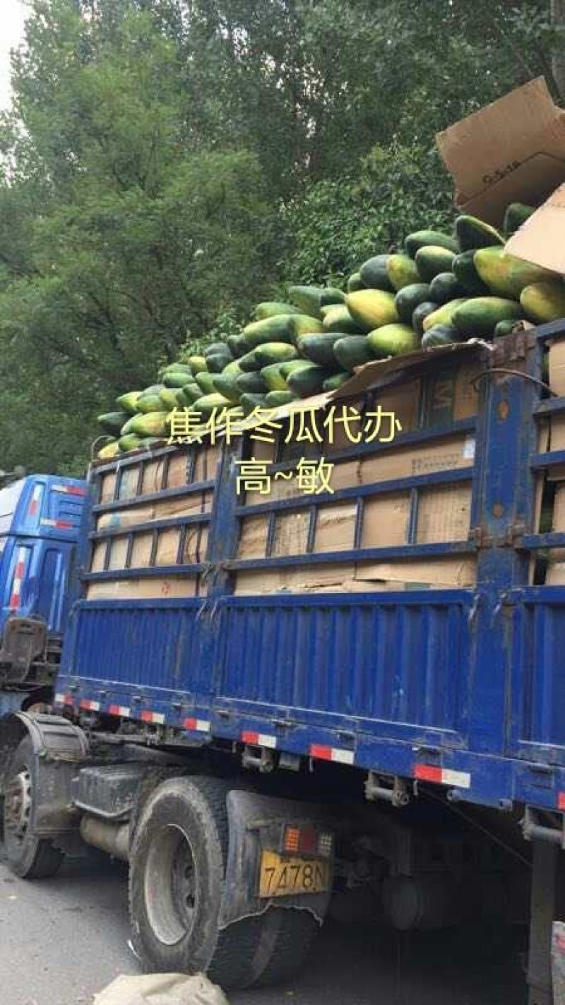 河南焦作沁阳黑皮冬瓜基地直供货源充足可视频看货