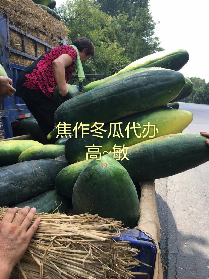 河南焦作沁阳黑皮冬瓜基地直供货源充足可视频看货