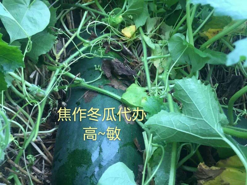 河南焦作沁阳黑皮冬瓜基地直供货源充足可视频看货