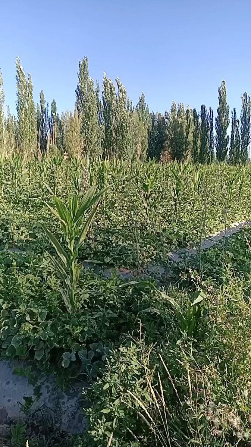 哈密瓜，西州蜜17