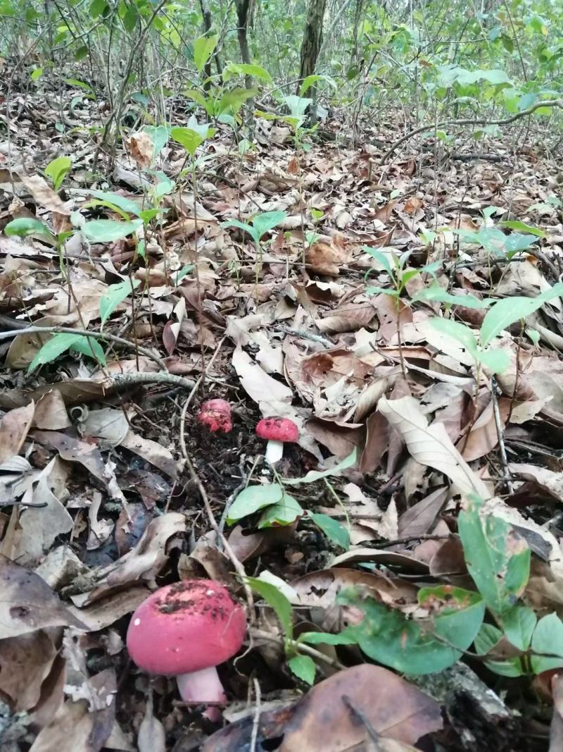 中缅边界大山上，无污染，纯野生的高山红菇。