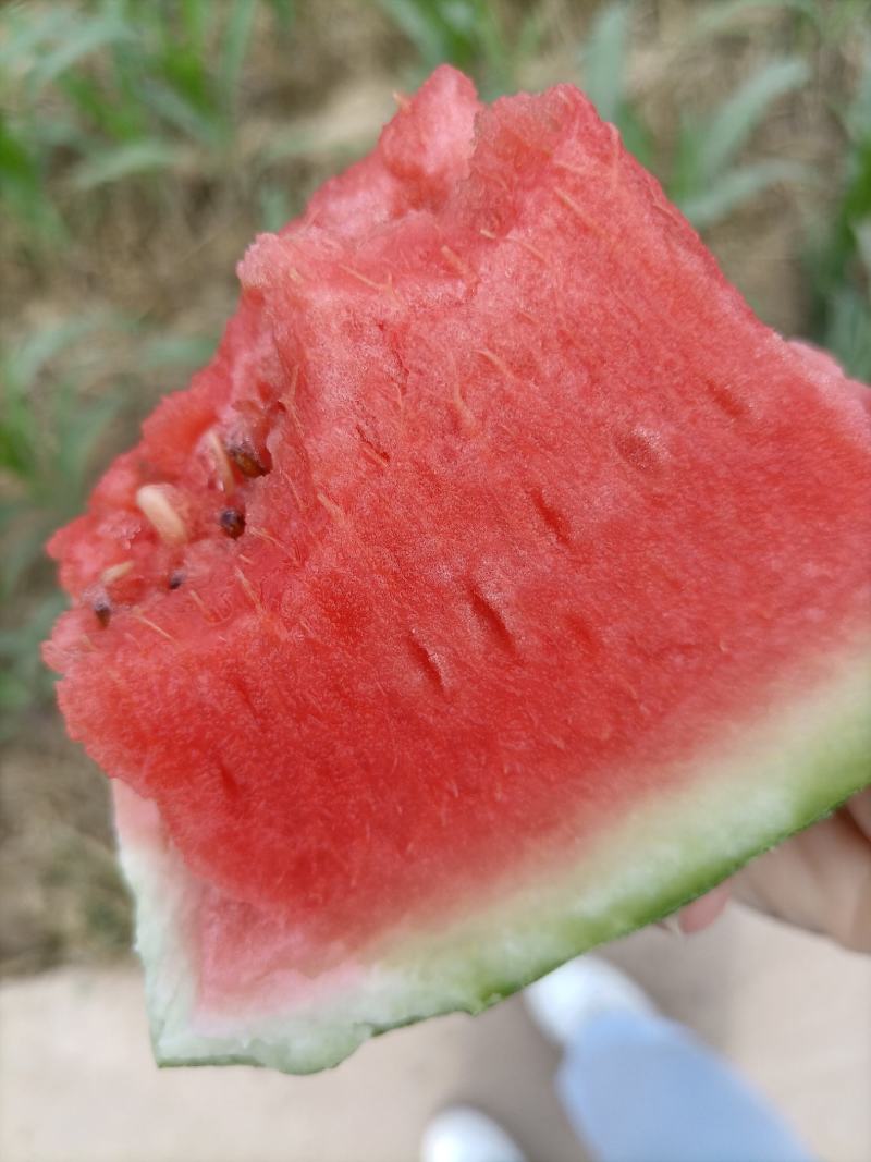 西瓜龙卷风，8斤打底。