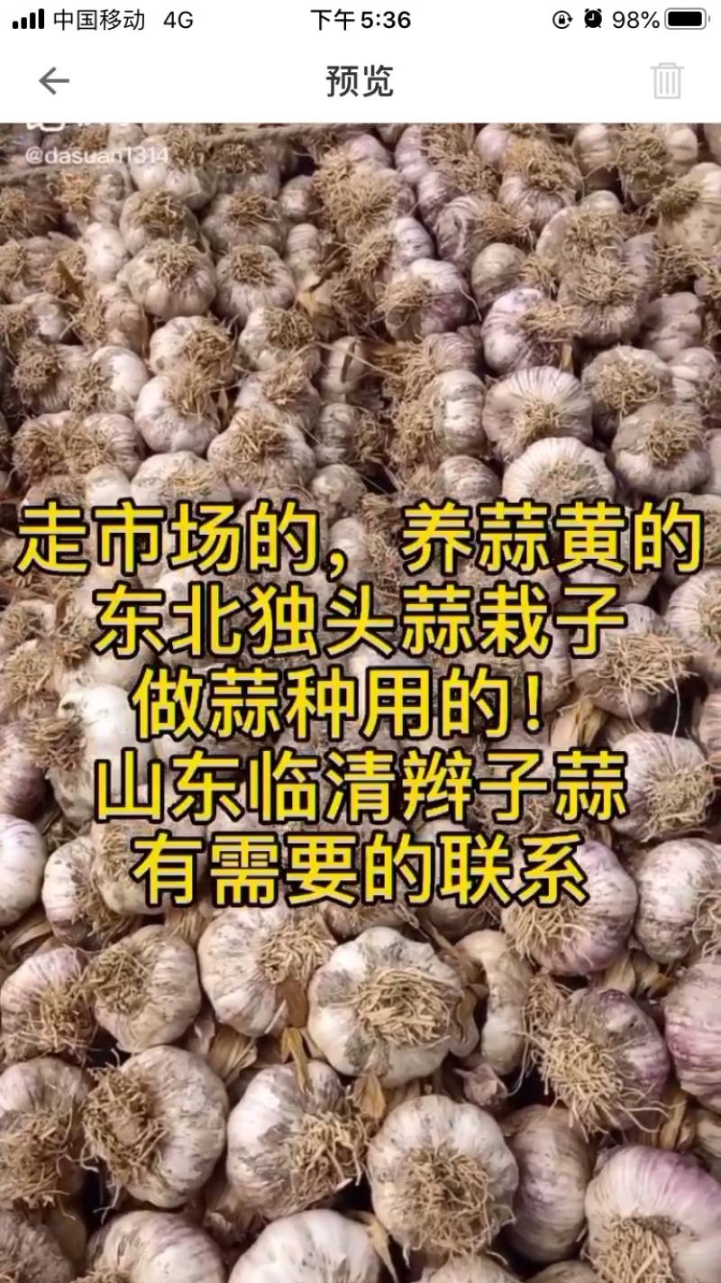 山东紫红皮杂交蒜，个大，皮紫，辫好！需要的联系……