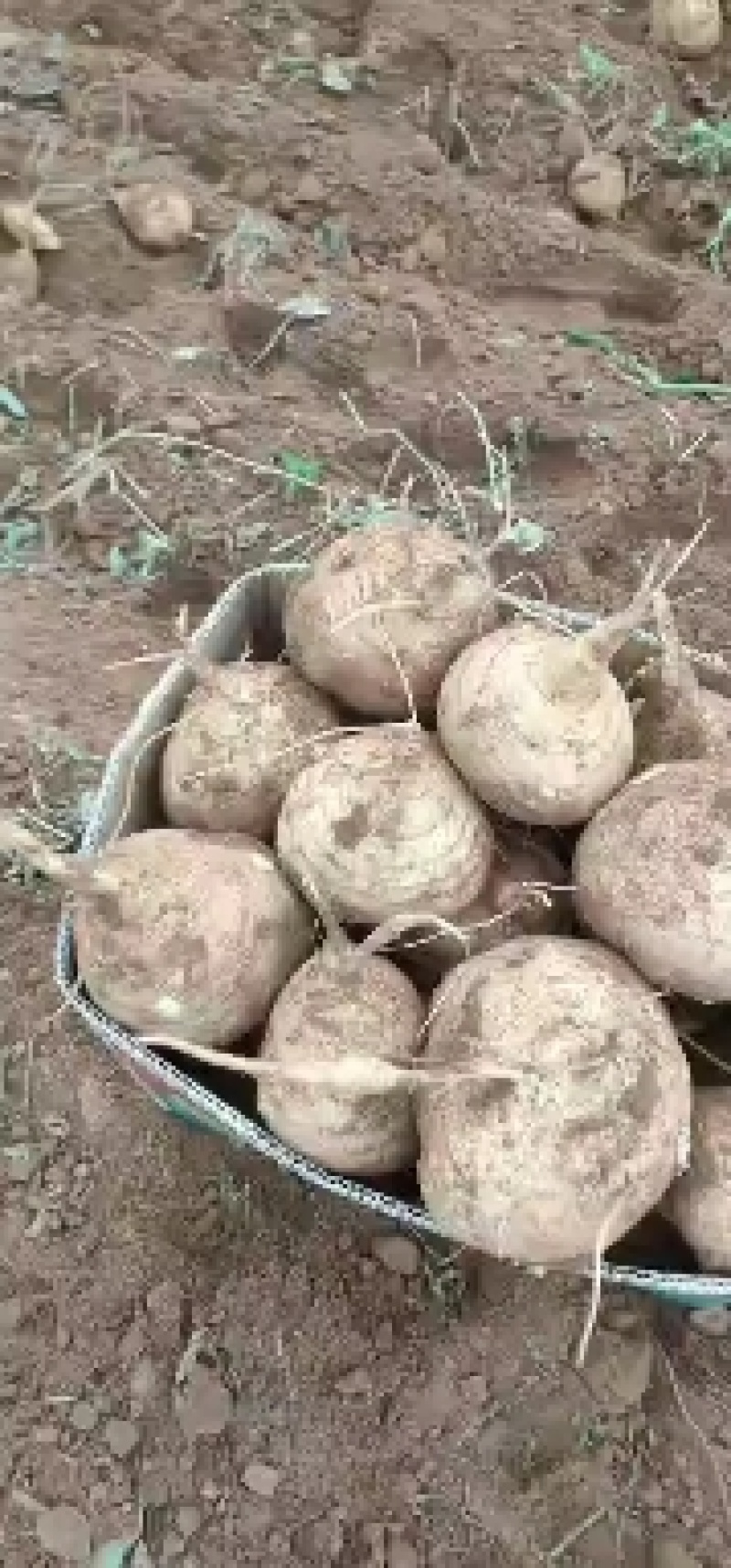 豆薯