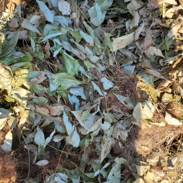 贵卅淫羊藿大量供应