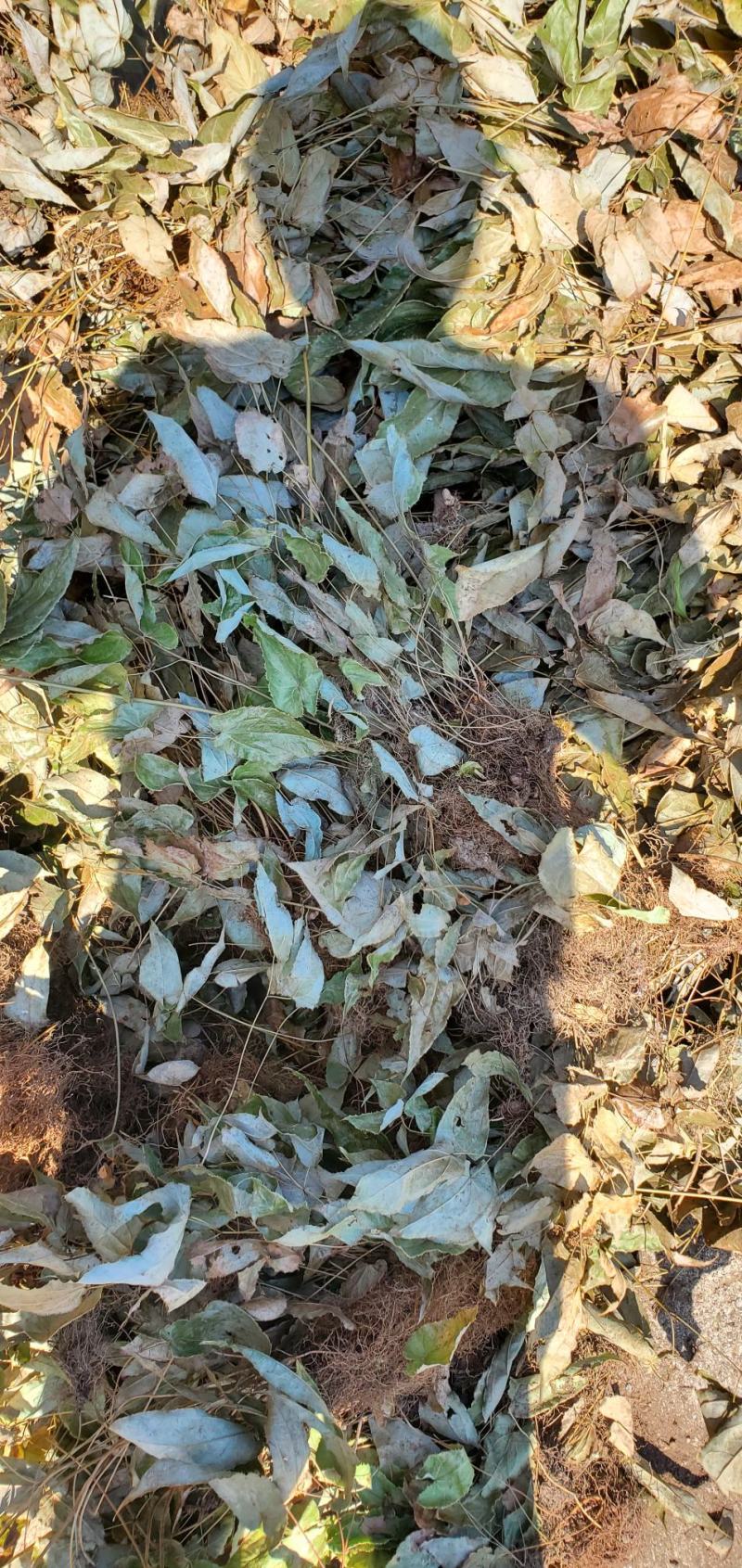 贵卅淫羊藿大量供应