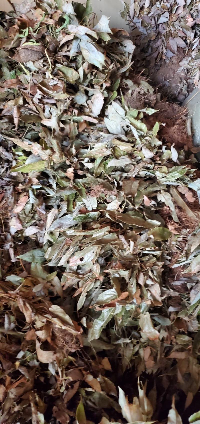 贵卅淫羊藿大量供应