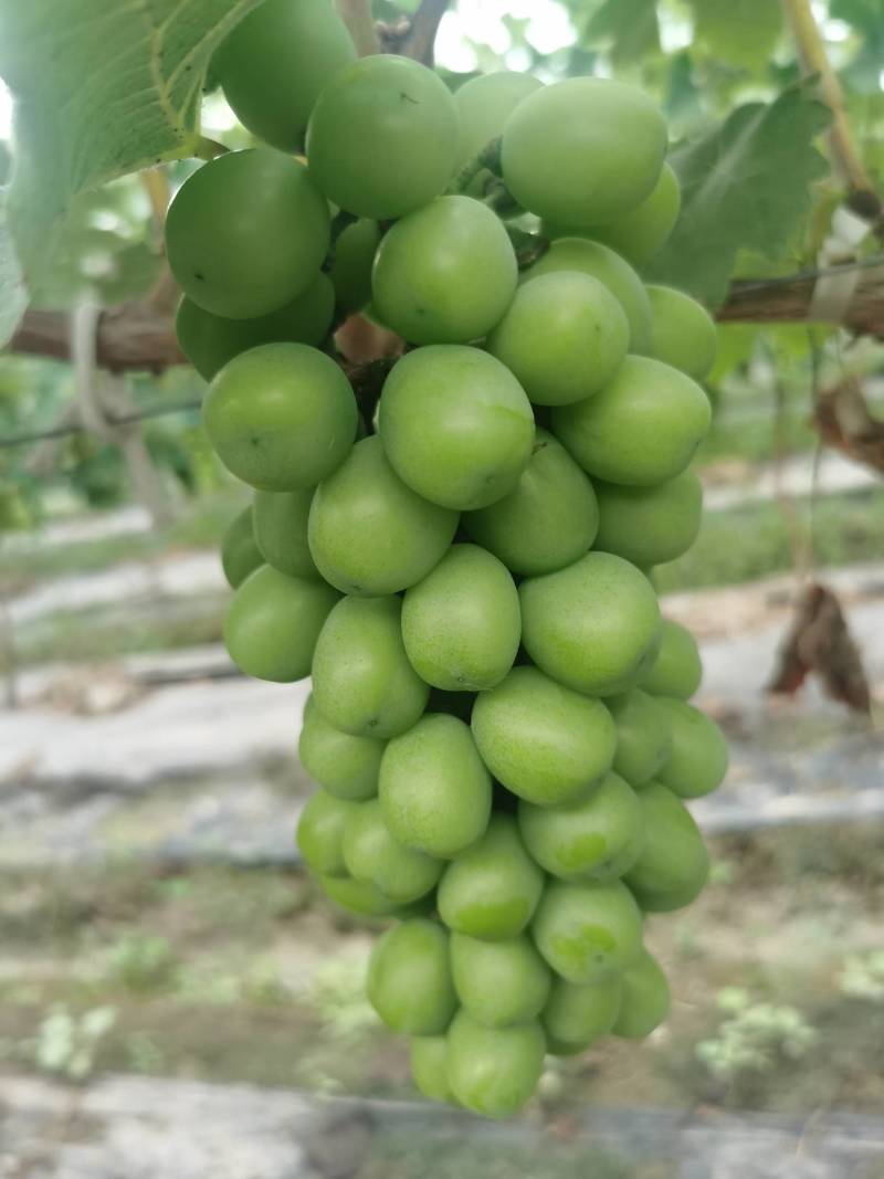 肥东县梁园镇阳光玫瑰甜蜜蓝宝石种植基地