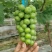 肥东县梁园镇阳光玫瑰甜蜜蓝宝石种植基地