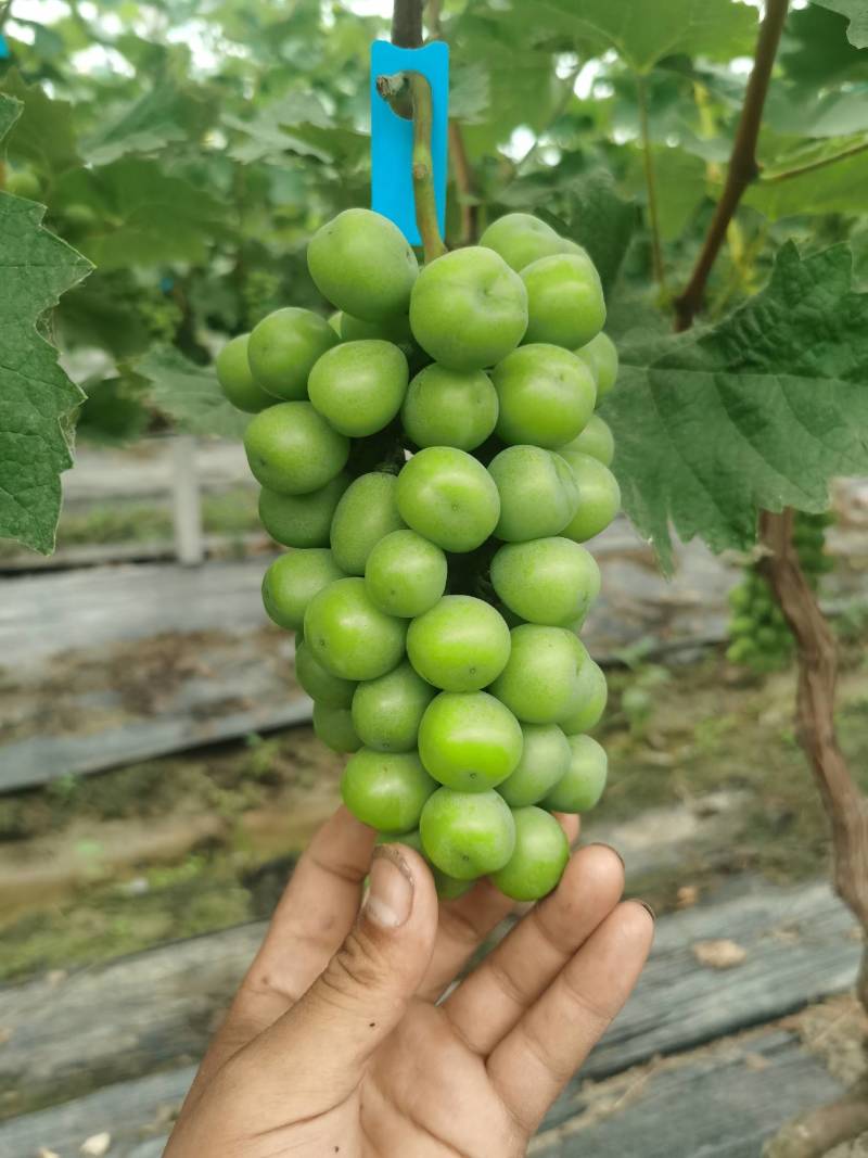 肥东县梁园镇阳光玫瑰甜蜜蓝宝石种植基地