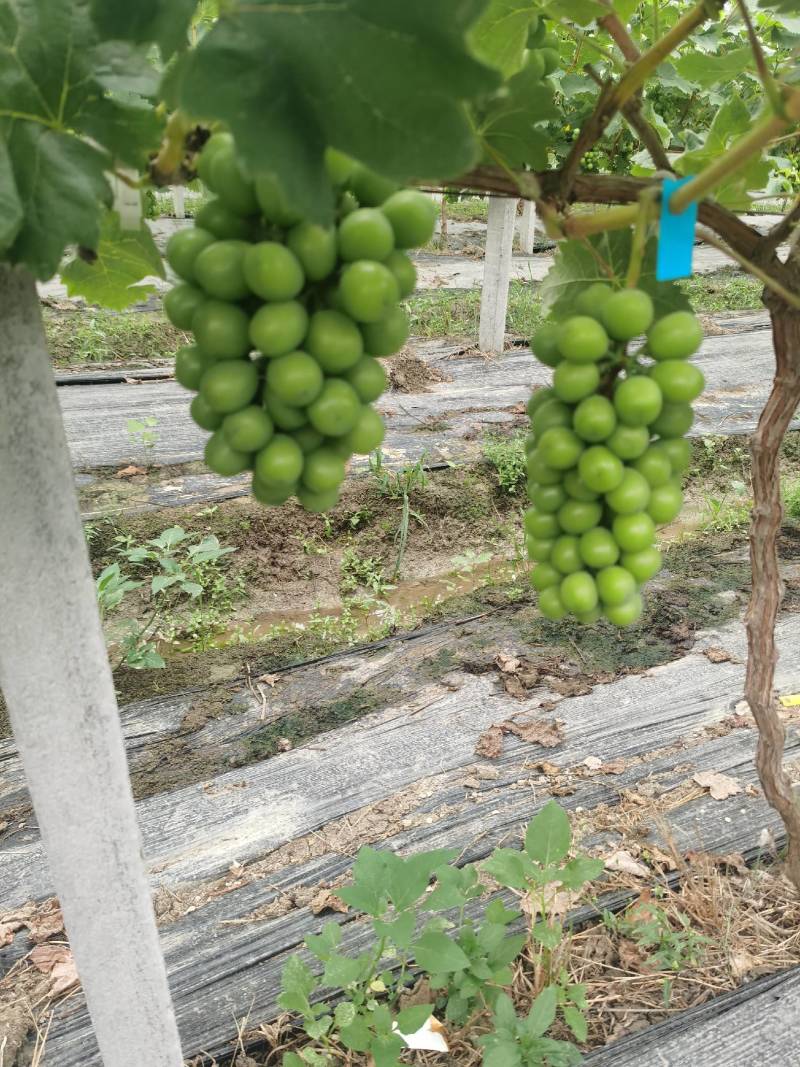肥东县梁园镇阳光玫瑰甜蜜蓝宝石种植基地
