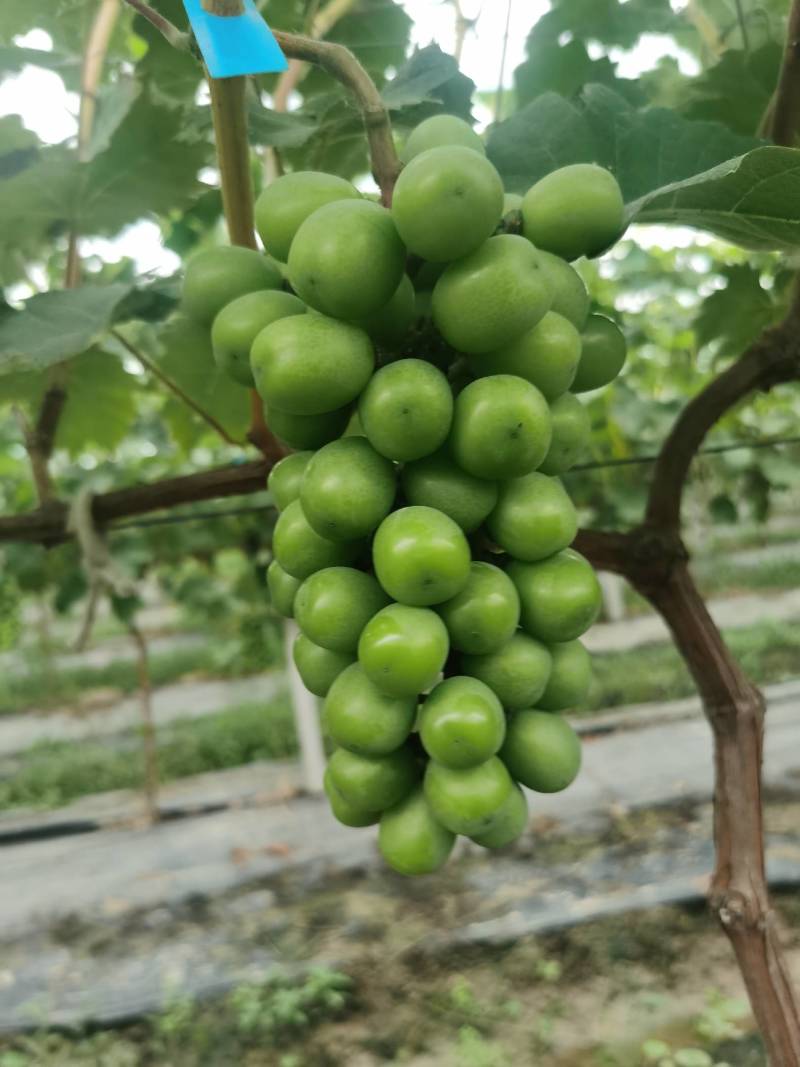 肥东县梁园镇阳光玫瑰甜蜜蓝宝石种植基地