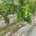 肥东县梁园镇阳光玫瑰甜蜜蓝宝石种植基地