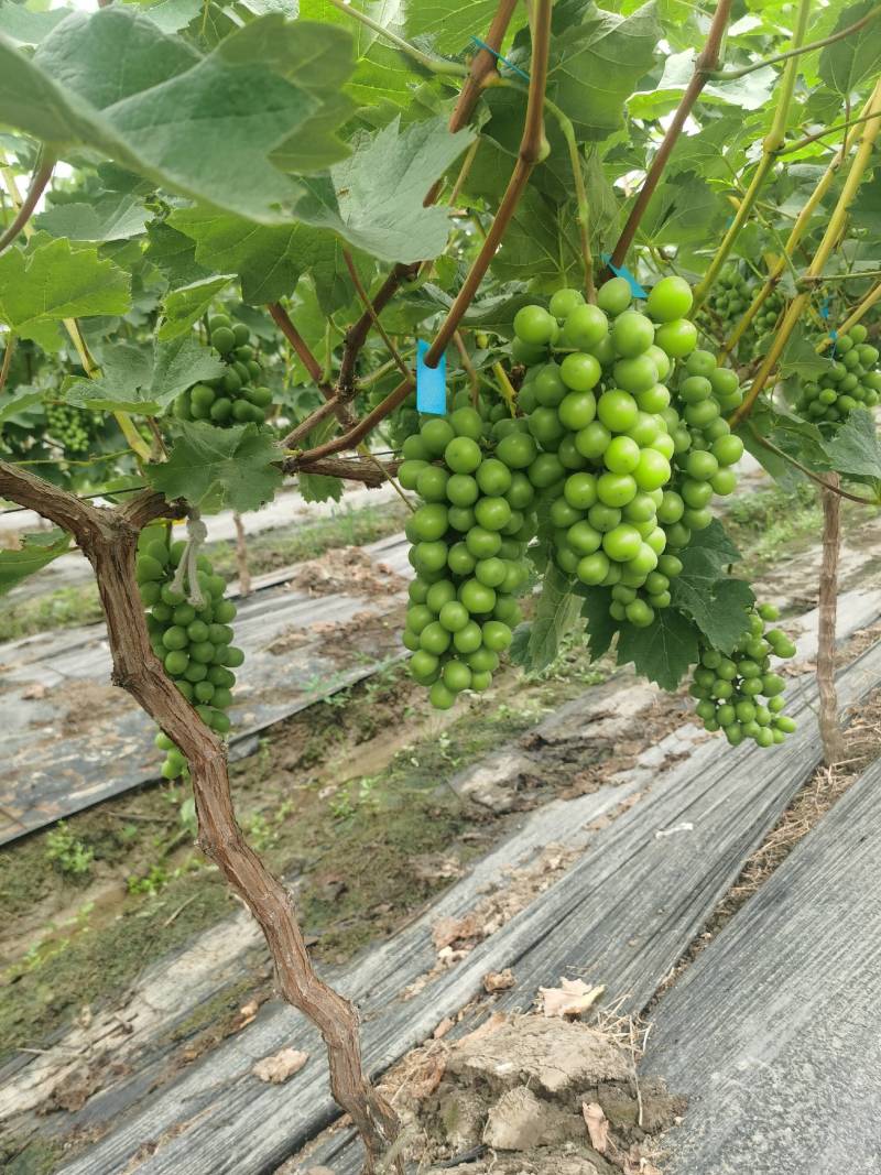 肥东县梁园镇阳光玫瑰甜蜜蓝宝石种植基地