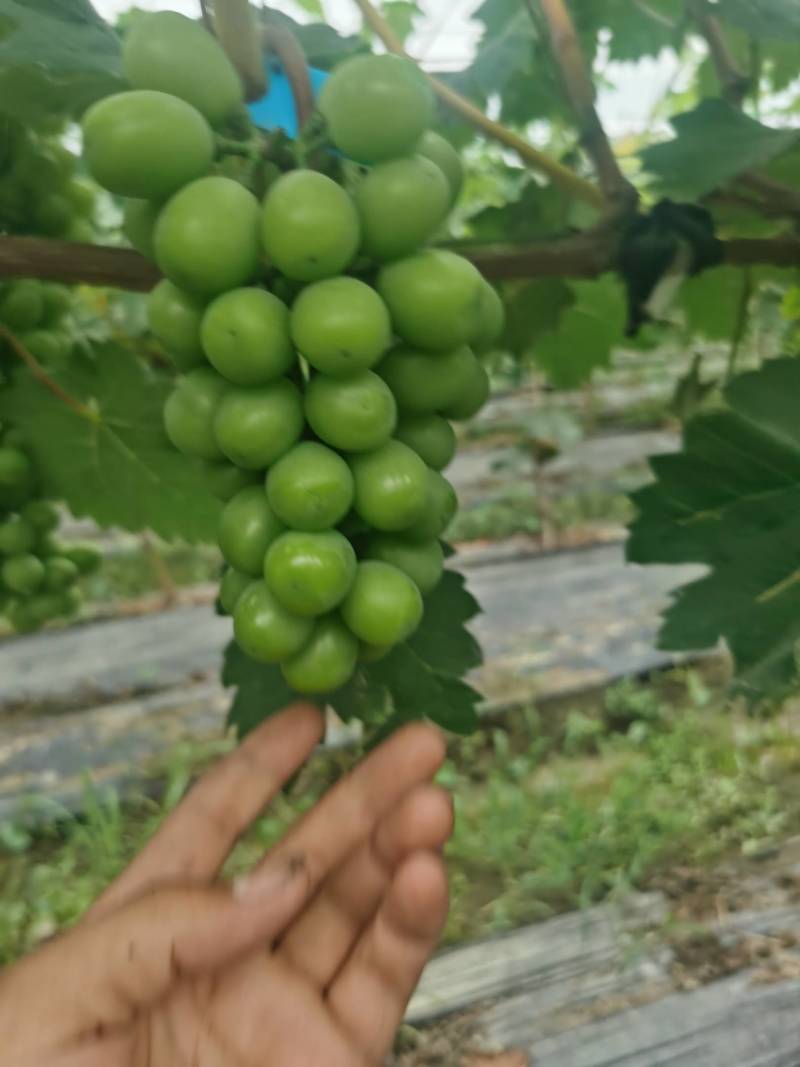 肥东县梁园镇阳光玫瑰甜蜜蓝宝石种植基地