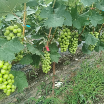 肥东县梁园镇阳光玫瑰甜蜜蓝宝石种植基地