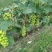 肥东县梁园镇阳光玫瑰甜蜜蓝宝石种植基地
